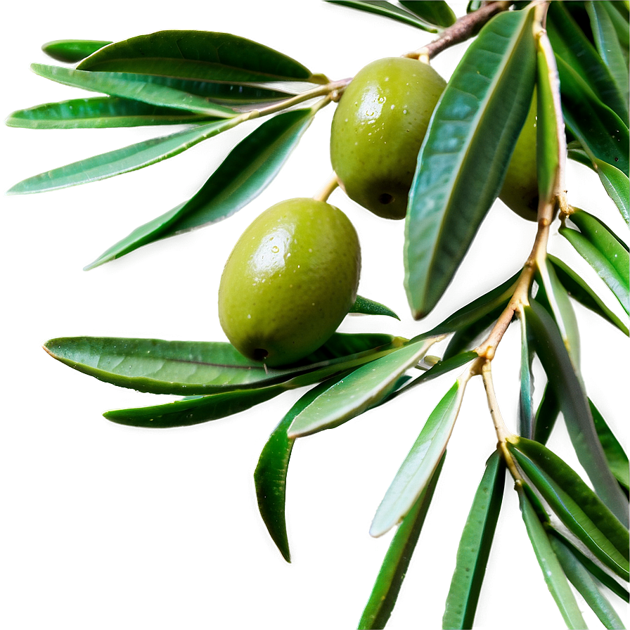 Olive Tree Branch Png 18 PNG image