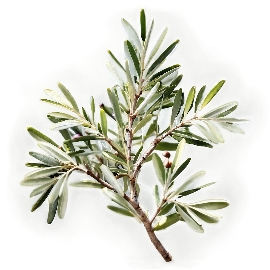 Olive Tree Branch Png 56 PNG image