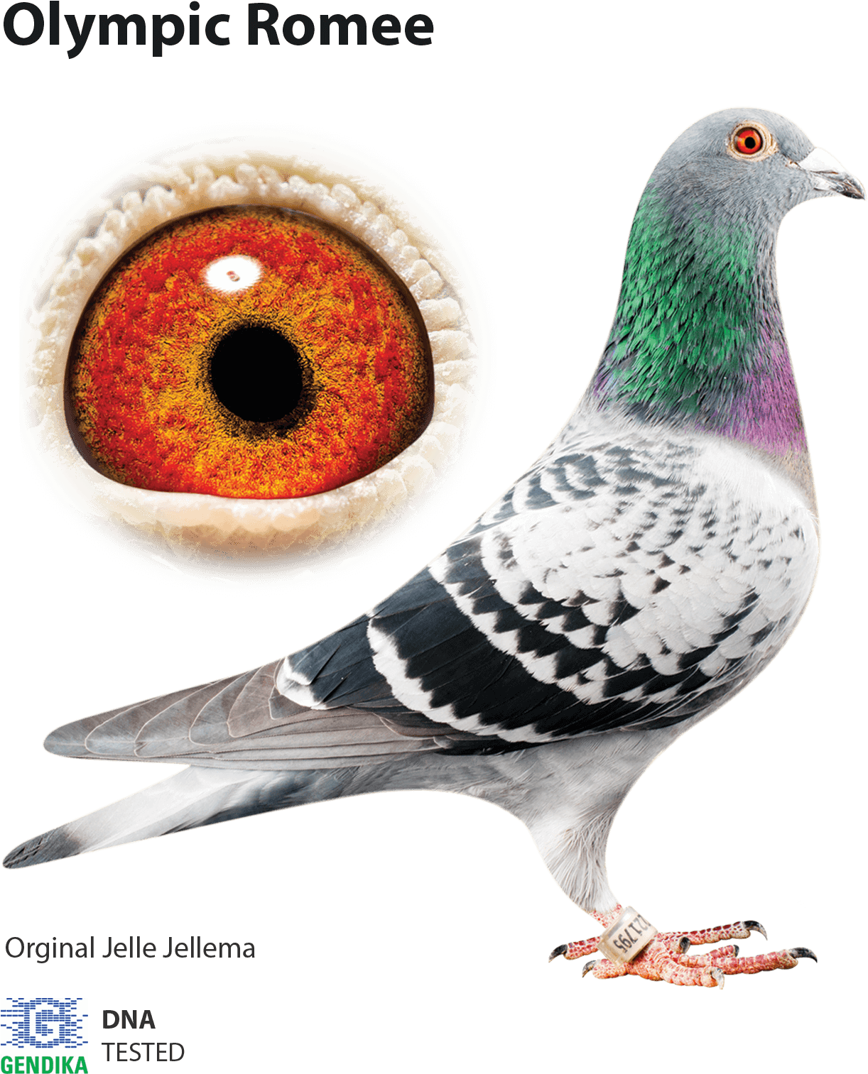 Olympic Romee Pigeon Portrait PNG image