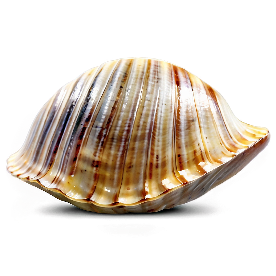 Open Clam Shell Png 61 PNG image