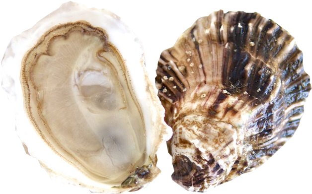 Openand Closed Oyster Shells PNG image