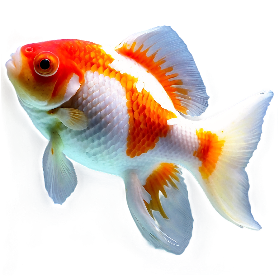 Oranda Goldfish Png Tdl23 PNG image