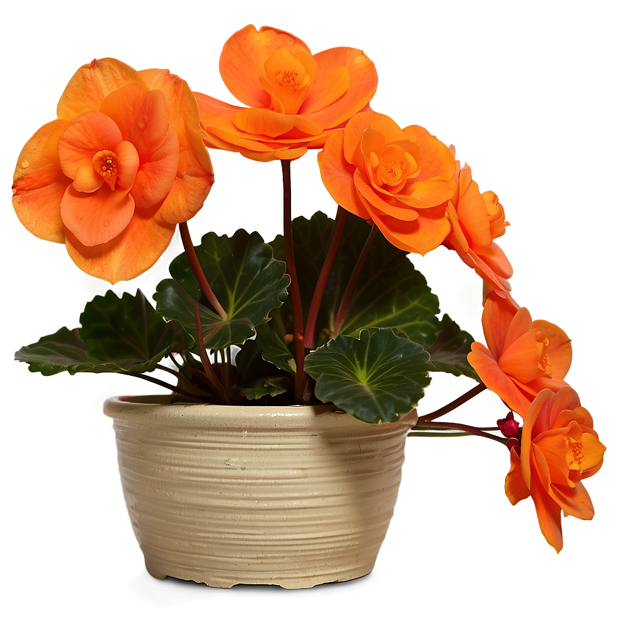 Orange Begonia Splendor Png 06122024 PNG image