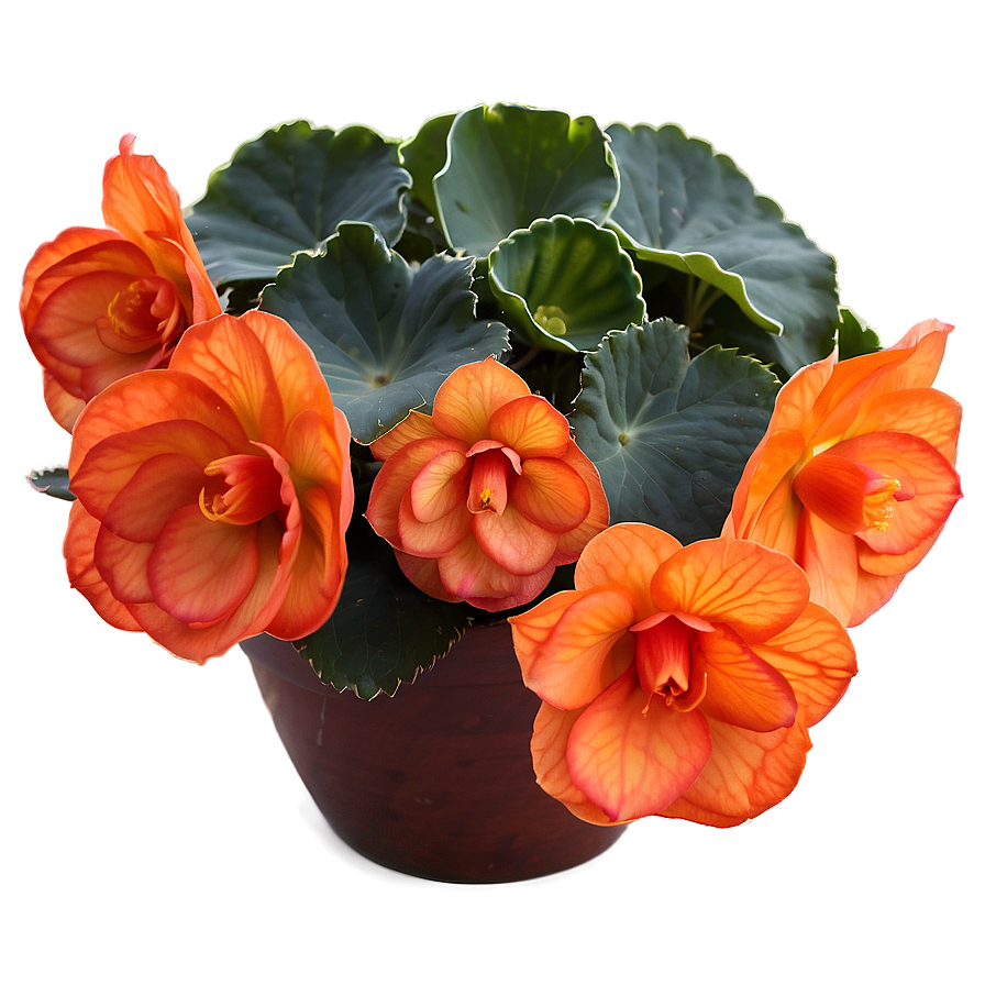 Orange Begonia Splendor Png Rjh66 PNG image