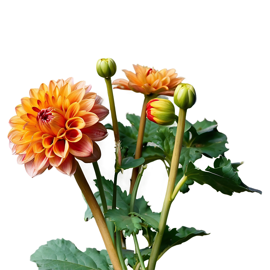 Orange Dahlia Perfection Png Dbj80 PNG image