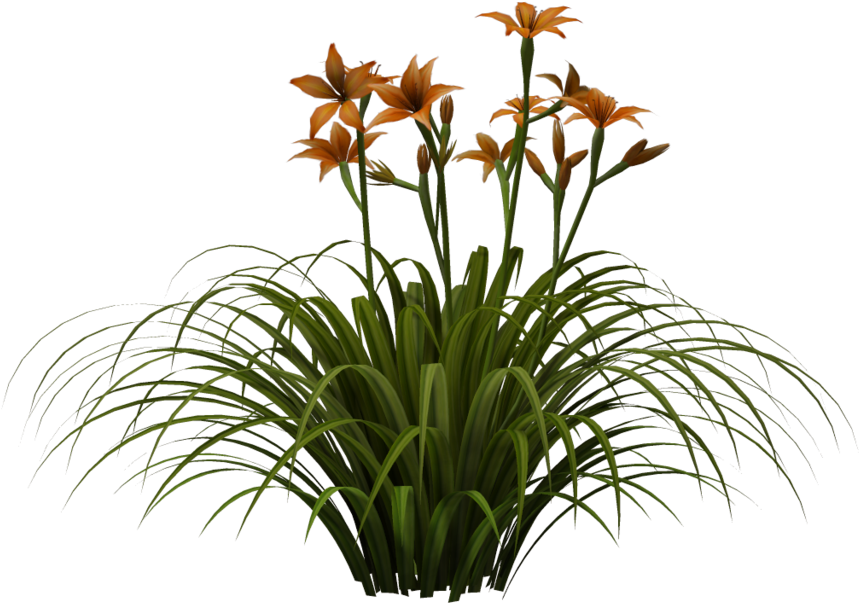 Orange Daylilies Bouquet PNG image