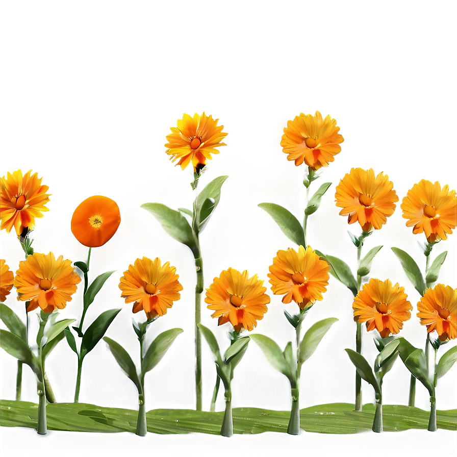 Orange Flower Field Png 06122024 PNG image