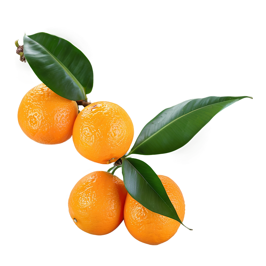 Orange Fruit Branch Png Jgp35 PNG image