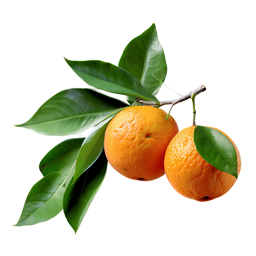 Orange Fruit Branch Png Squ PNG image