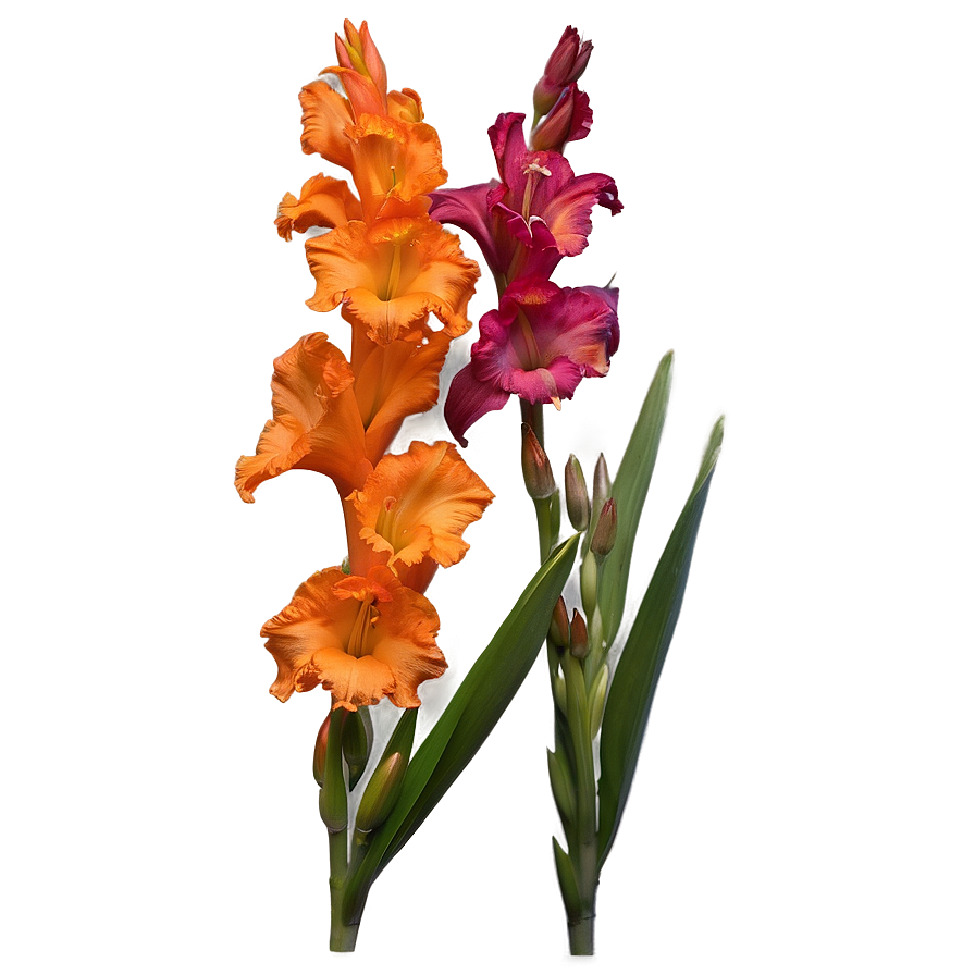 Orange Gladiolus Grace Png 3 PNG image