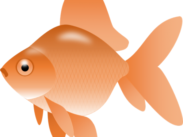 Orange Goldfish Illustration.png PNG image