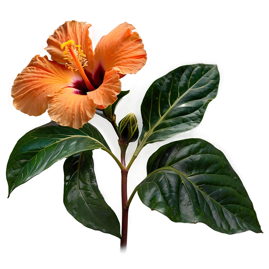 Orange Hibiscus Beauty Png Fhc79 PNG image