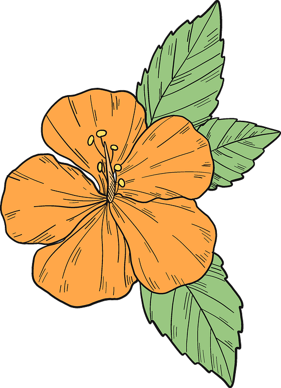Orange Hibiscus Flower Illustration PNG image