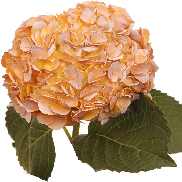 Orange Hydrangea Bloom PNG image