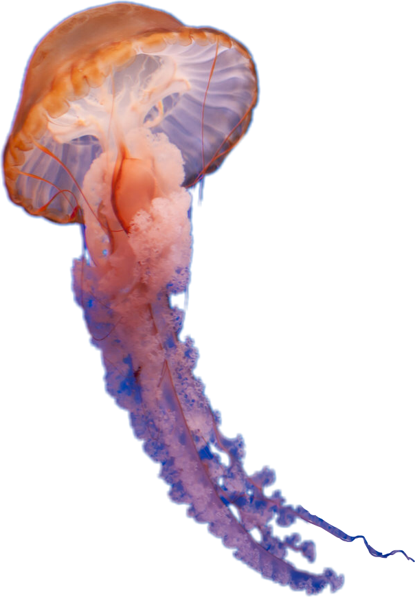 Orange Jellyfish Underwater Photography.png PNG image