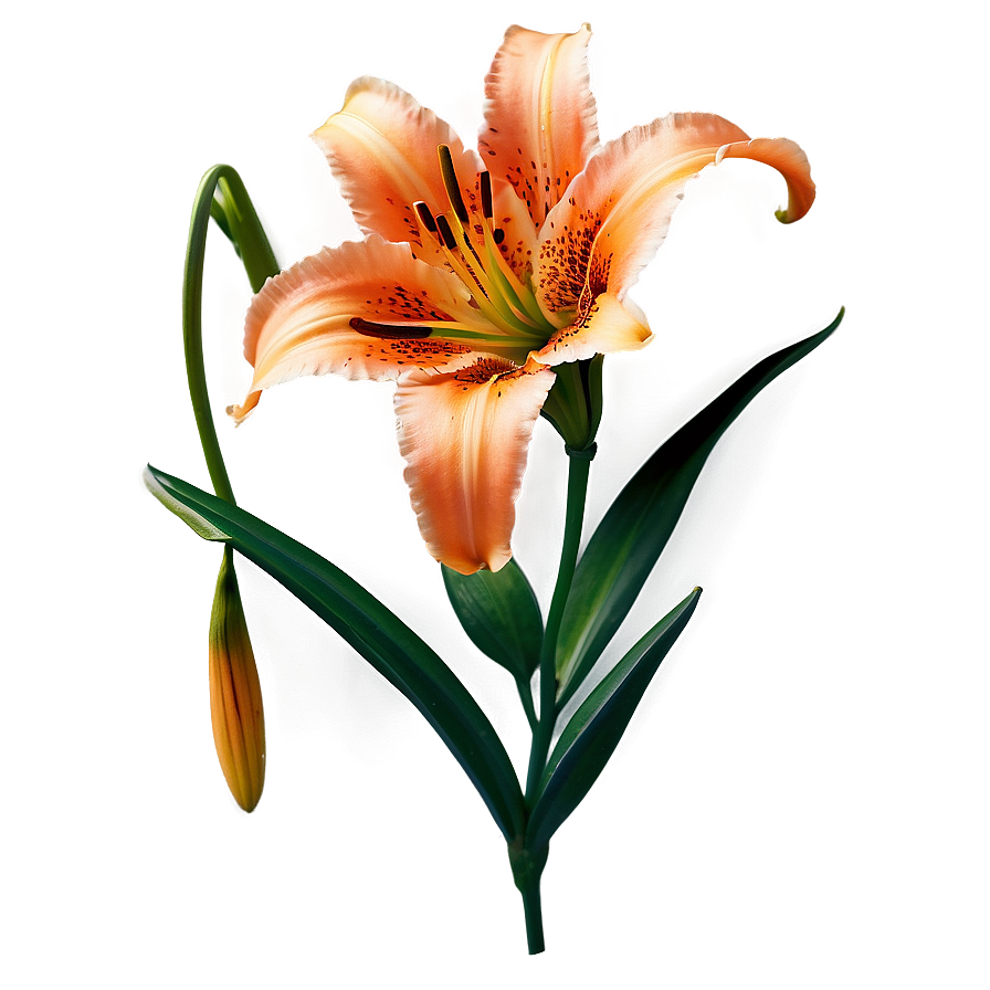 Orange Lily Flower Png 99 PNG image