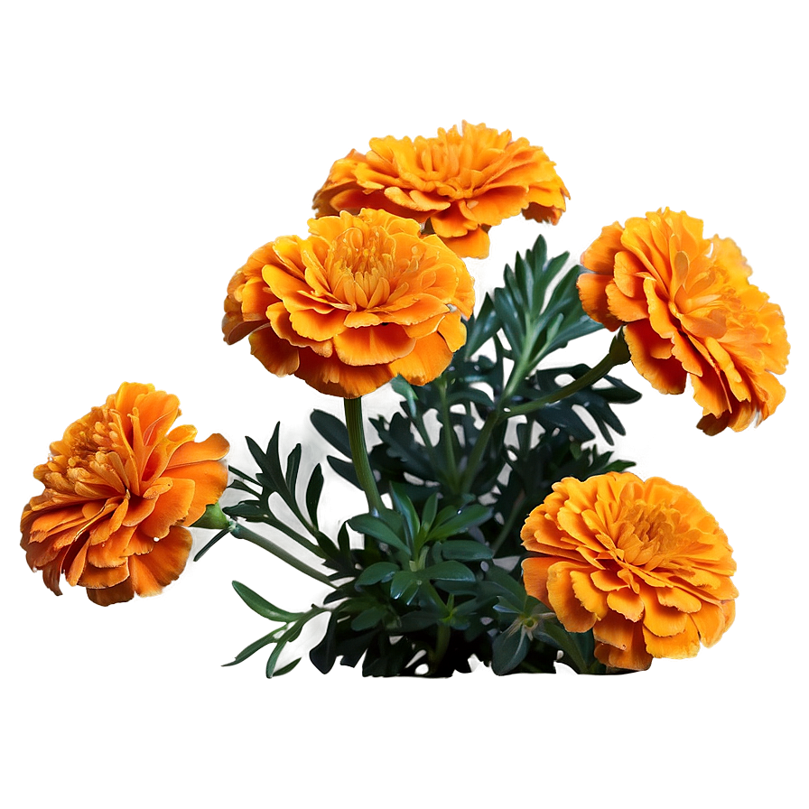 Orange Marigolds Bloom Png Hti PNG image