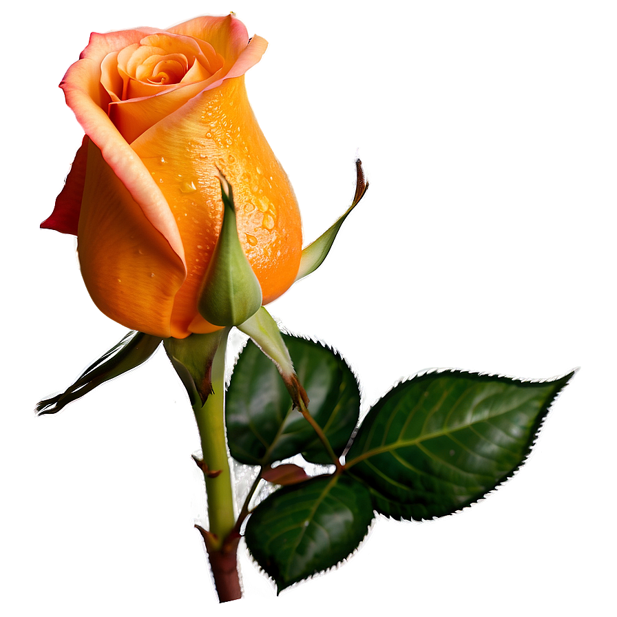 Orange Rose Png Mqu PNG image