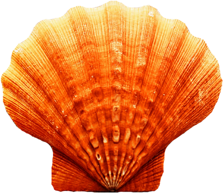 Orange Scallop Seashell.png PNG image