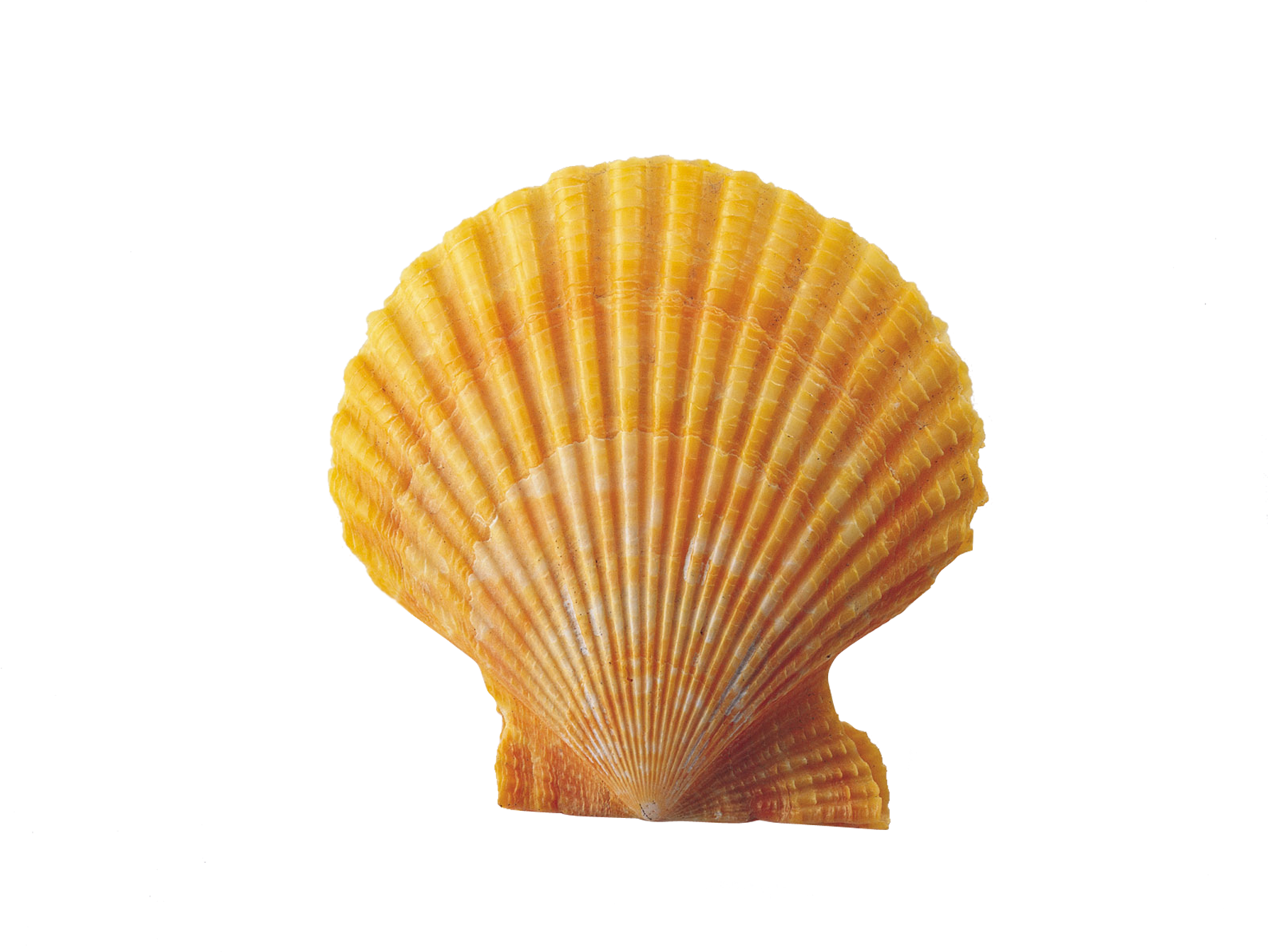 Orange Scallop Shell Isolated PNG image