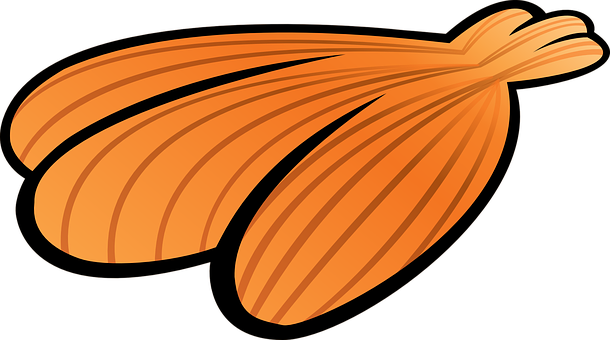 Orange Seashell Vector Art PNG image