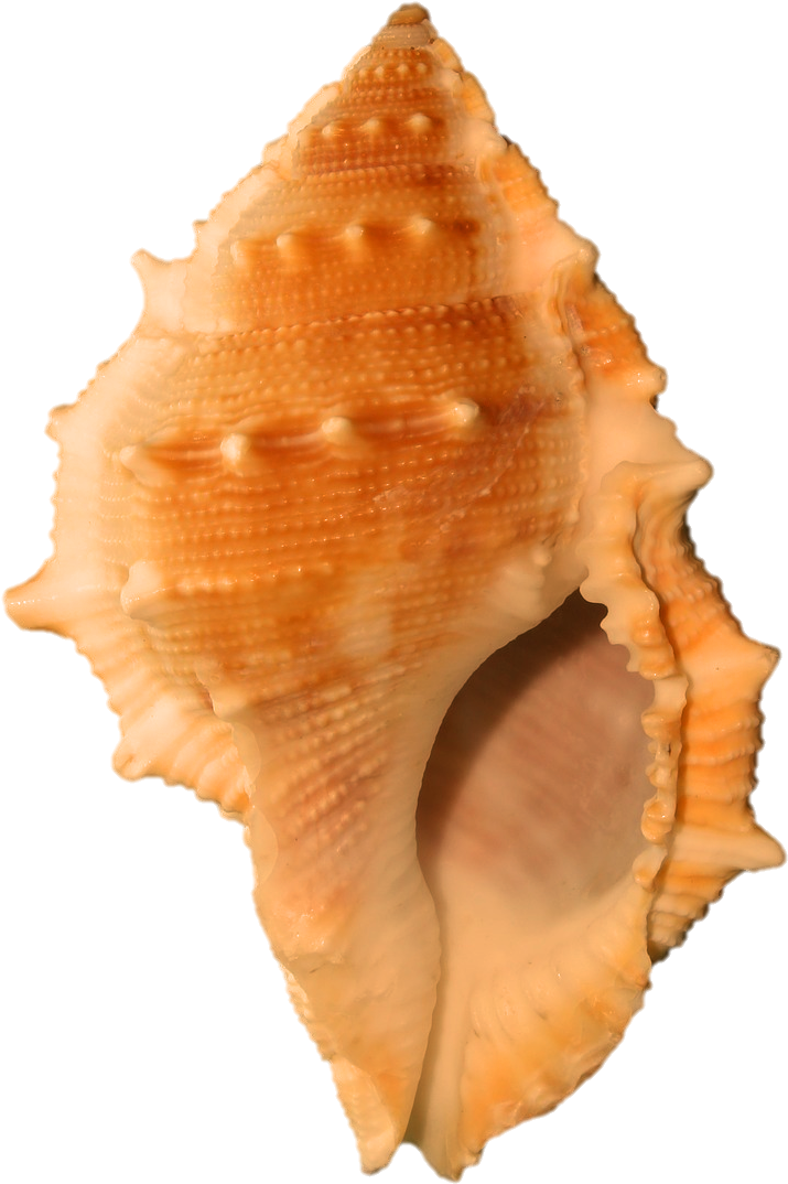 Orange Spiked Seashell.png PNG image