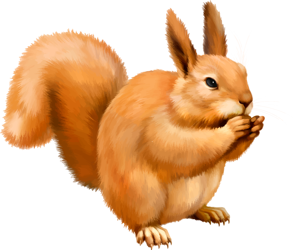 Orange Squirrel Eating Nut PNG image