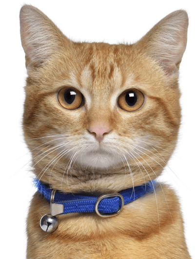 Orange Tabby Cat Blue Collar PNG image