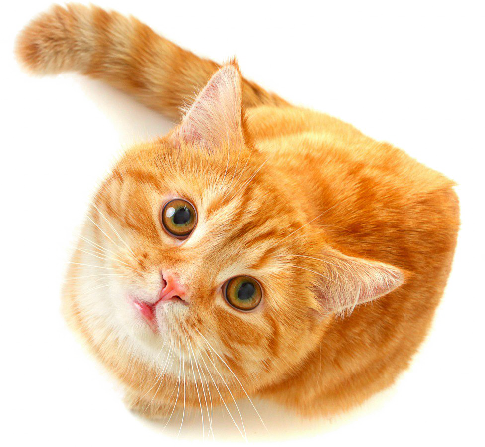 Orange Tabby Cat Cute Look PNG image