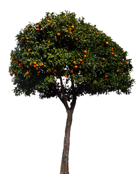 Orange Tree Black Background PNG image