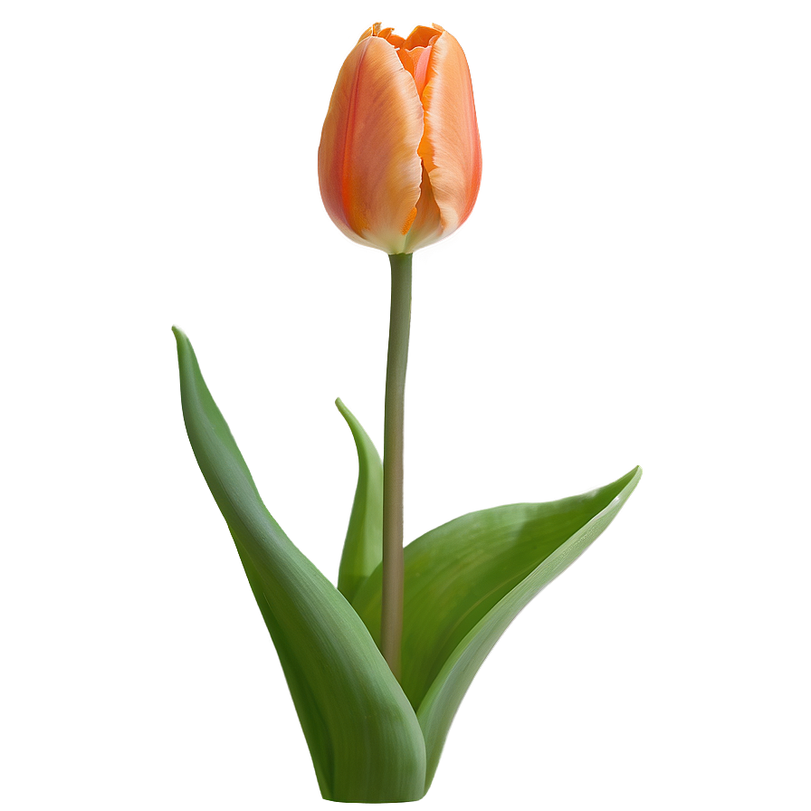 Orange Tulip Png 05212024 PNG image