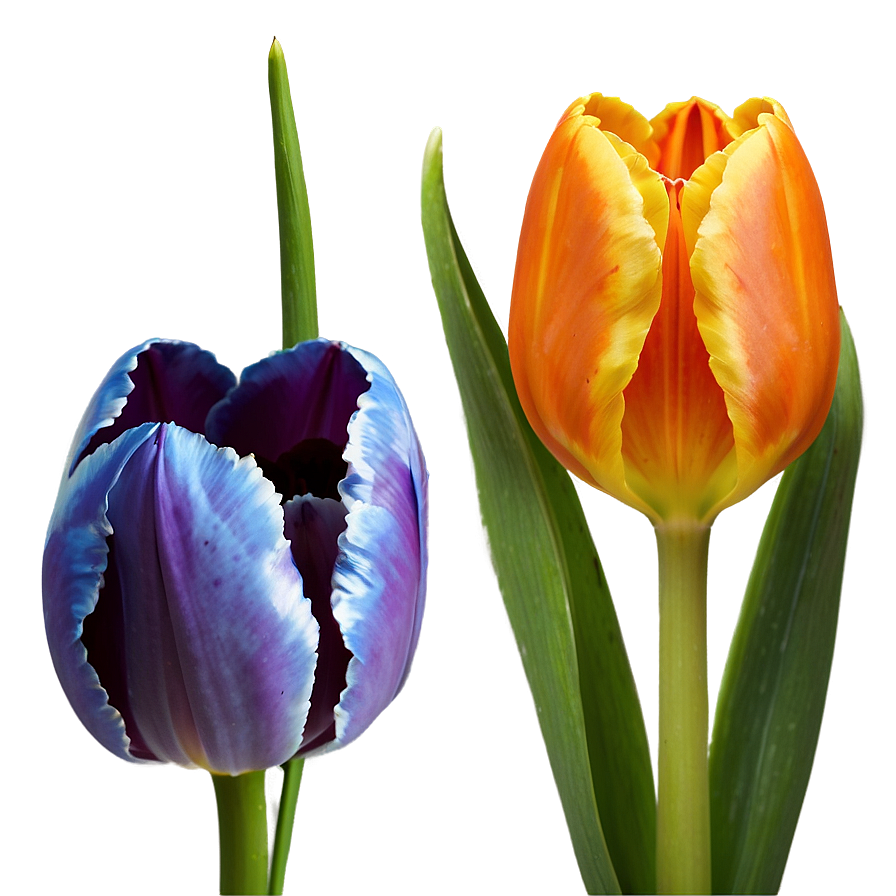 Orange Tulip Png Oba PNG image