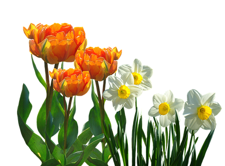 Orange_ Tulips_and_ White_ Daffodils PNG image