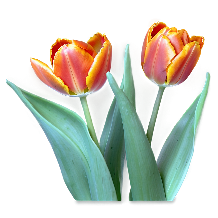 Orange Tulips Glow Png Xcr14 PNG image