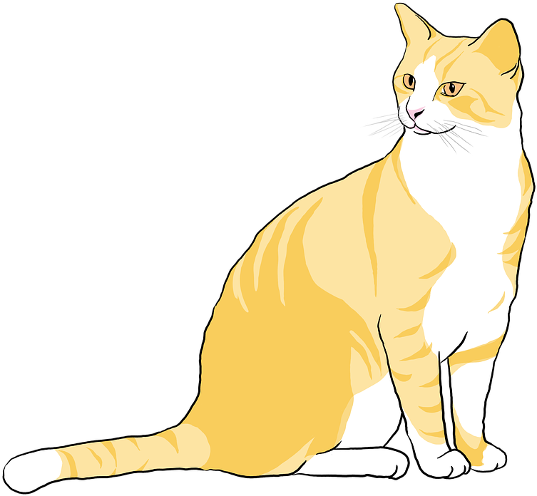 Orange White Cat Illustration.png PNG image