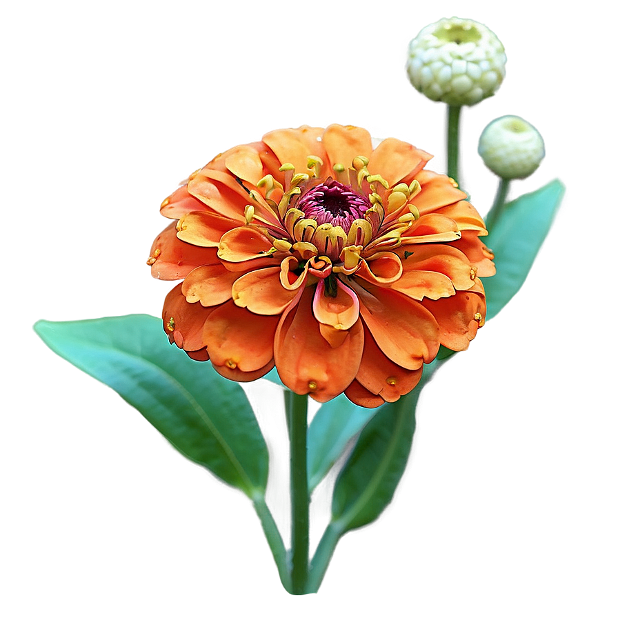 Orange Zinnia Joy Png 56 PNG image