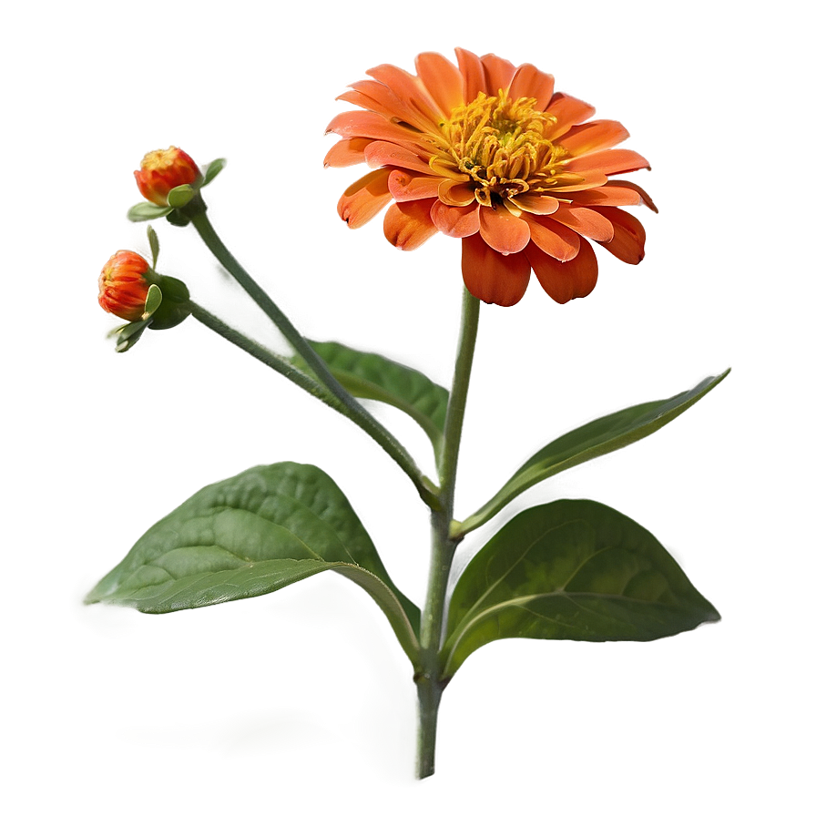 Orange Zinnia Joy Png Yec39 PNG image