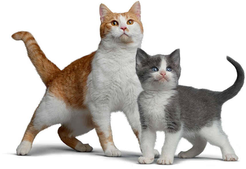 Orangeand White Adult Catwith Gray Kitten PNG image