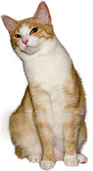 Orangeand White Cat Sitting PNG image