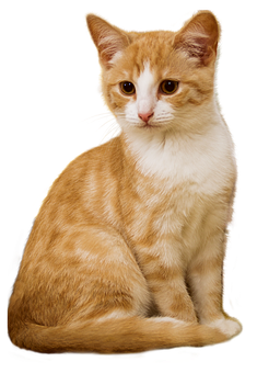 Orangeand White Kitten Portrait PNG image