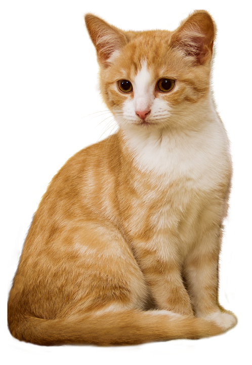 Orangeand White Kitten Sitting PNG image