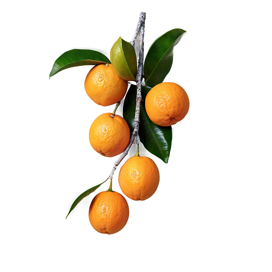 Oranges On Branch Png 06112024 PNG image