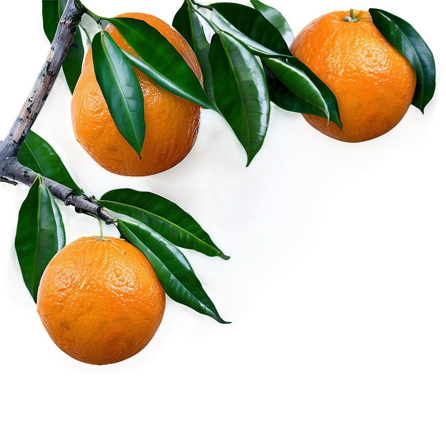 Oranges On Tree Branch Png 06112024 PNG image