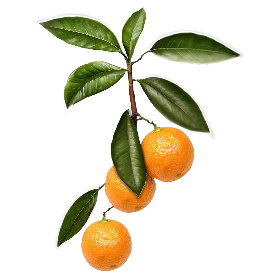 Oranges On Tree Branch Png 6 PNG image