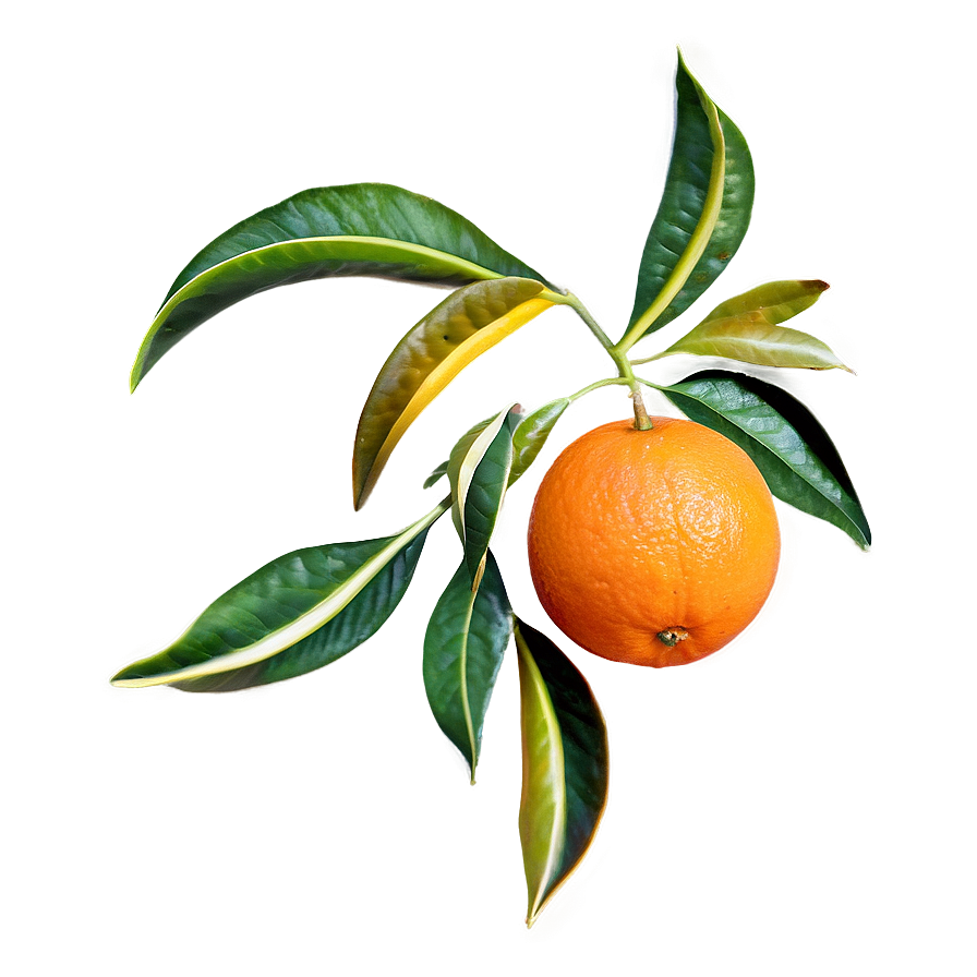 Oranges Pattern Png Omj PNG image