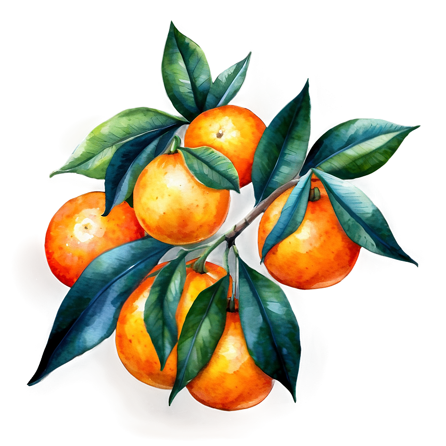 Oranges Watercolor Png Qhi16 PNG image