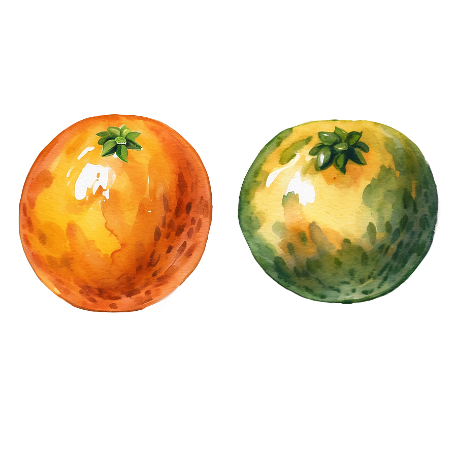 Oranges Watercolor Png Wmo20 PNG image