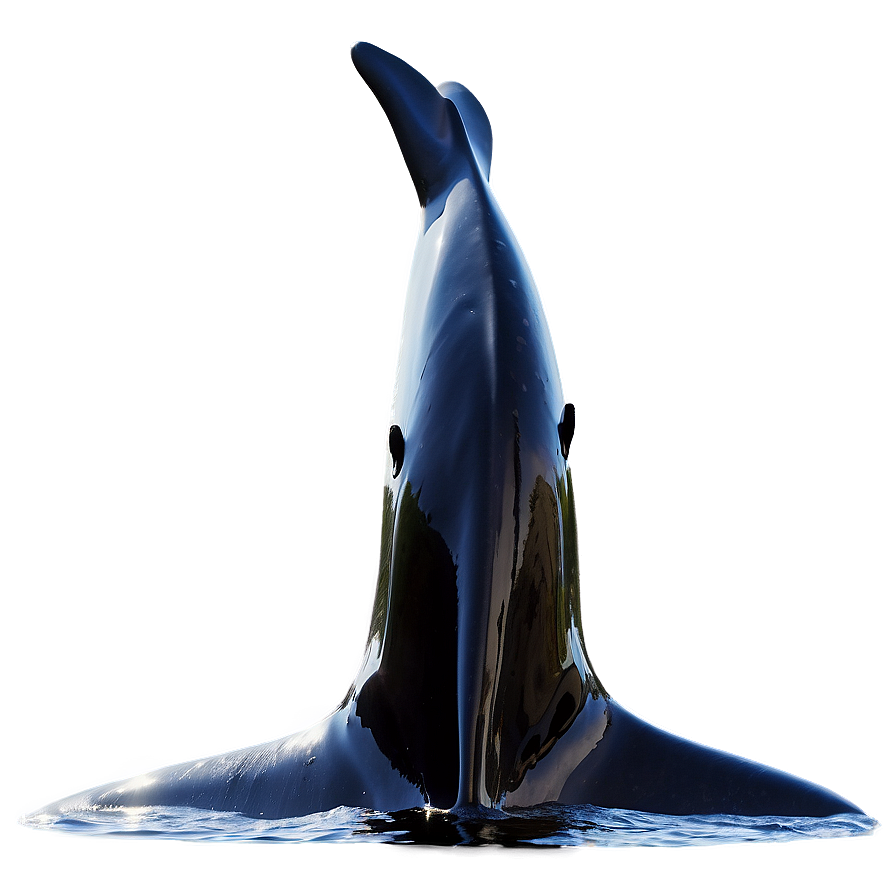 Orca Fluke Png 82 PNG image