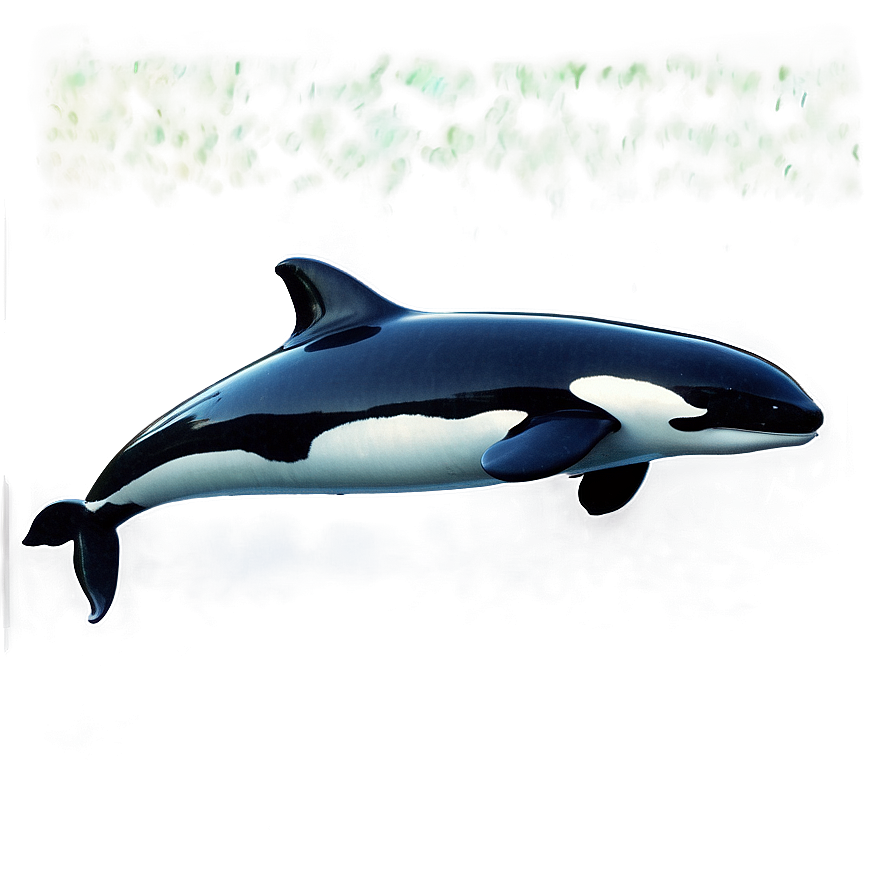 Orca In Crystal Waters Png 05242024 PNG image