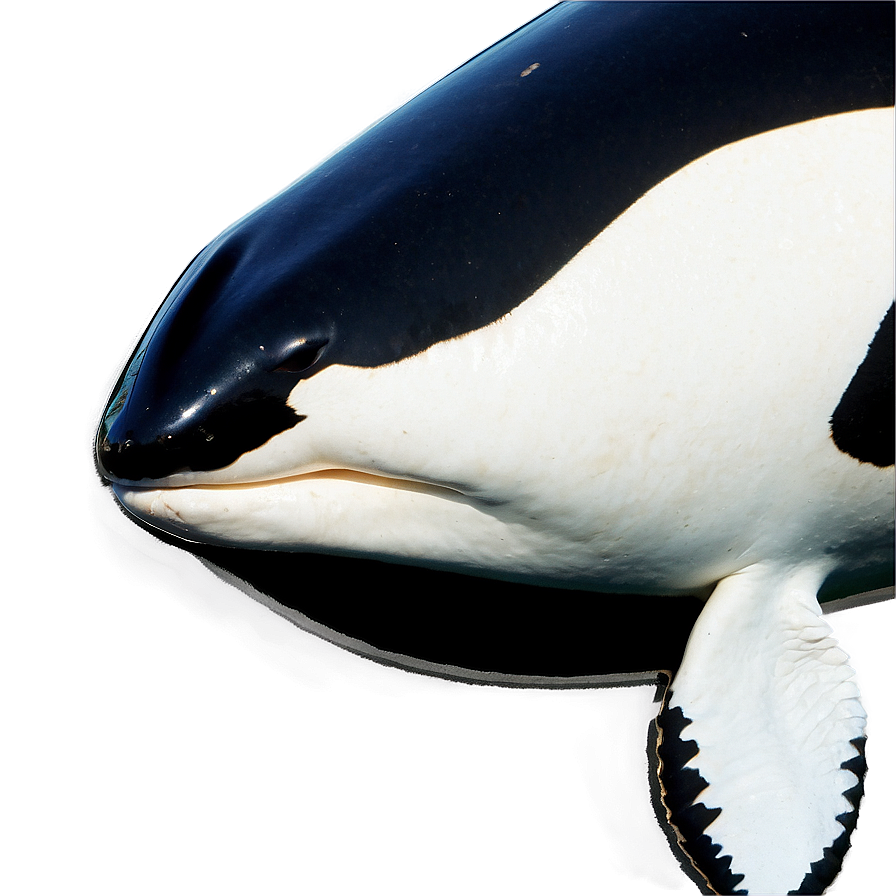 Orca In Marine Park Png Kqu22 PNG image